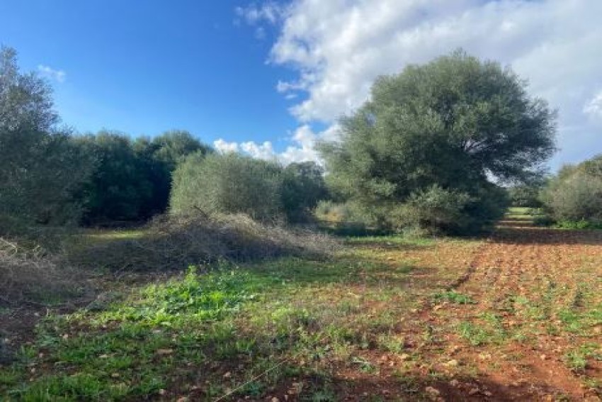 Venta Terrenos Felanitx