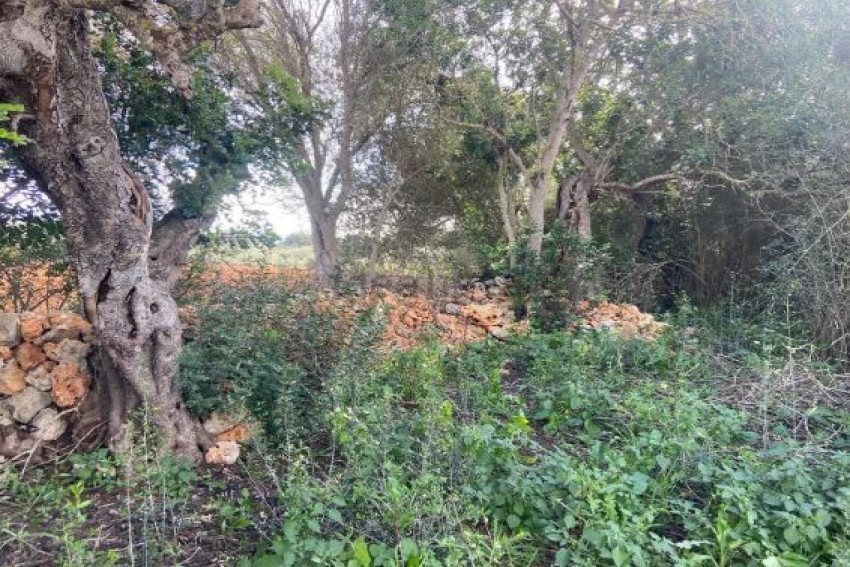 Venta Terrenos Felanitx
