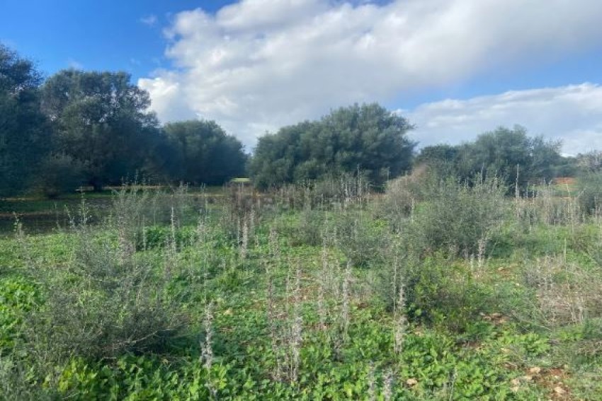 Venta Terrenos Felanitx