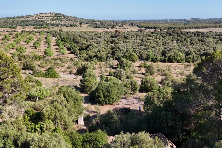 Venta Terrenos Sant Llorenç des Cardassar