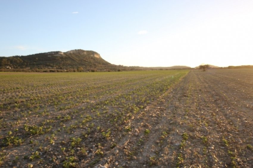 Venta Terrenos Sineu