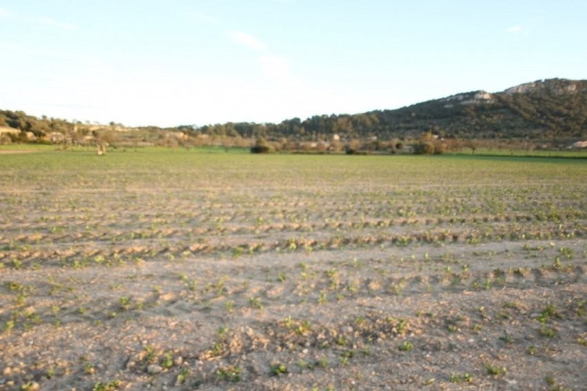 Venta Terrenos Sineu